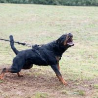 DogRott